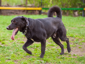 Домашние животные