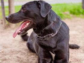 Фото 15 смешных фактов о животных. Часть 2.