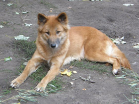 Фото Дикие собаки