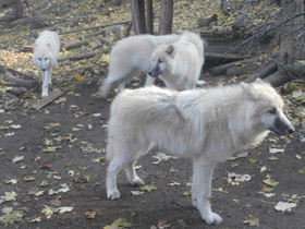 Фото Полярный волк