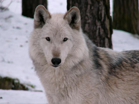 Смотреть фото Волк Фото Волк