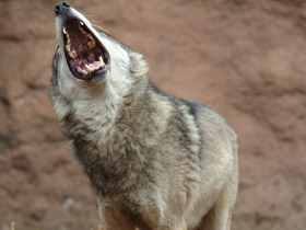 Смотреть фото Среднерусские лесные и степные волки Фото Среднерусские лесные и степные волки