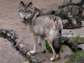 Смотреть фото Волк Фото Волк