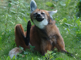 Фото Гривистый волк