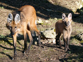Фото Гривистый волк
