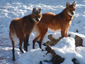 Фото Гривистый волк