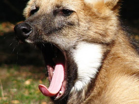 Фото Гривистый волк