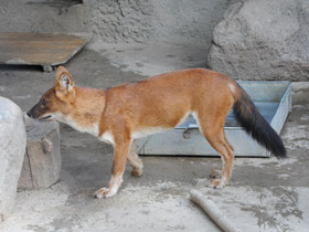 Фото Красный волк