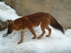 Фото Красный волк