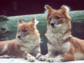 Фото Красный волк