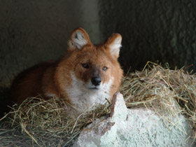 Фото Красный волк