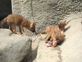 Фото Красный волк