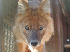 Фото Красный волк