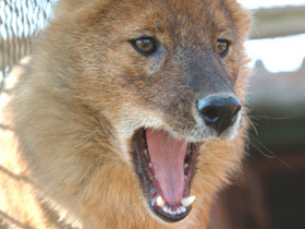 Фото Красный волк