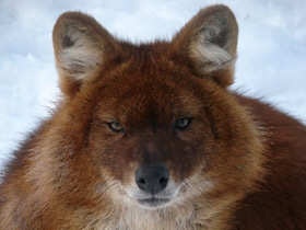 Фото Красный волк