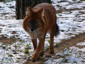 Фото Красный волк