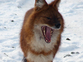 Фото Красный волк