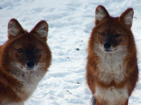 Фото Красный волк