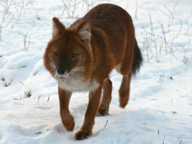 Фото Красный волк