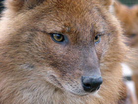 Смотреть фото Красный волк Фото Красный волк