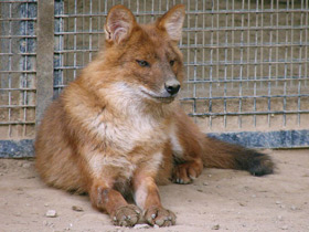 Фото Красный волк