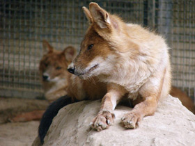 Фото Красный волк