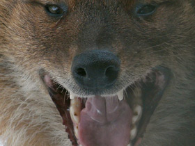 Фото Красный волк