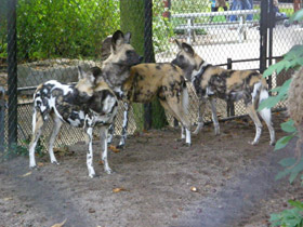 Смотреть фото Гиеновая собака Фото Гиеновая собака