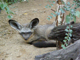 Фото Большеухая лисица