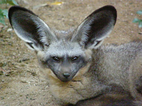 Фото Большеухая лисица