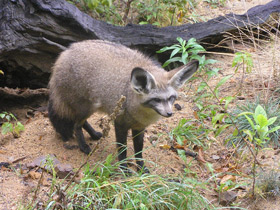 Фото Большеухая лисица