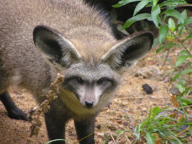 Фото Большеухая лисица