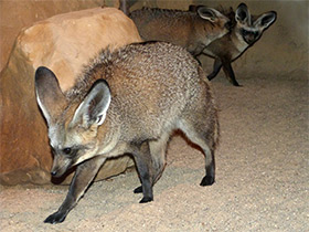 Фото Большеухая лисица