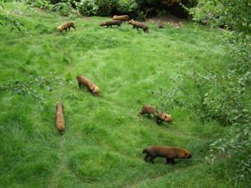 Фото Кустарниковая  собака
