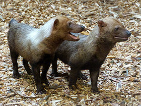 Фото Кустарниковая  собака