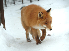 Фото Лисица