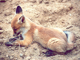 Фото Лисица