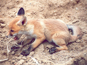 Фото Лисица