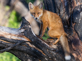 Фото Лисица