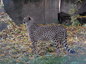 Смотреть фото Гепард Фото Гепард