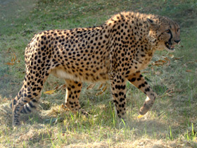 Гепард Гепард