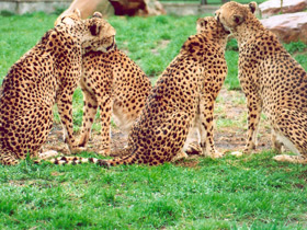 Гепард Гепард