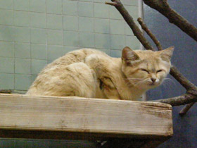 Фото Барханный кот