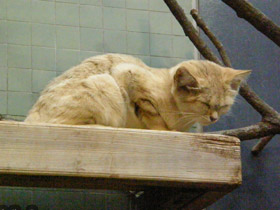 Фото Барханный кот