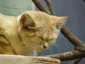 Фото Барханный кот