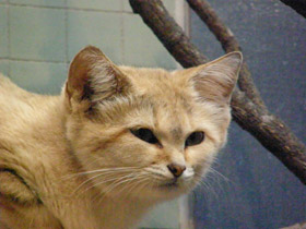 Фото Барханный кот