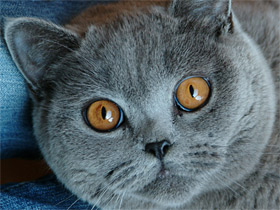 Фото Домашняя кошка