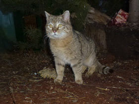 Смотреть фото Кошки Фото Кошки