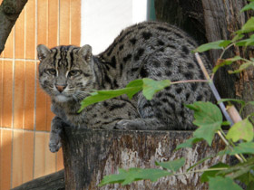 Смотреть фото Кот-рыболов Фото Кот-рыболов