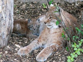 Смотреть фото Европейская рысь Фото Европейская рысь